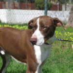 Mischling Dali, 09/2024, ca. 62 cm