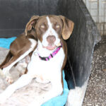 Mischling Dali, 09/2024, ca. 62 cm