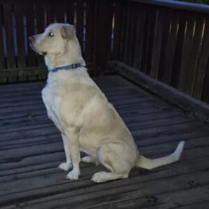 Mastin Dama, 12/2019, ca. 75 cm, 61250 Usingen/ Weinborn