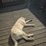 Mastin Dama, 12/2019, ca. 75 cm, 61250 Usingen/ Weinborn