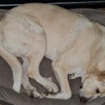 Mastin Dama, 12/2019, ca. 75 cm, 61250 Usingen/ Weinborn