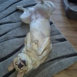 Mastin Dama, 12/2019, ca. 75 cm, 61250 Usingen/ Weinborn