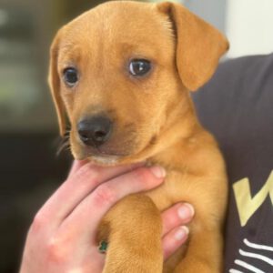 Mischling Daniela, 01/2026, Endgröße ca. 45 cm