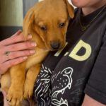 Mischling Daniela, 01/2026, Endgröße ca. 45 cm