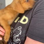 Mischling Daniela, 01/2026, Endgröße ca. 45 cm