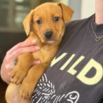 Mischling Daniela, 01/2026, Endgröße ca. 45 cm