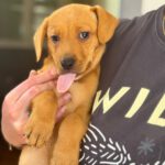 Mischling Daniela, 01/2026, Endgröße ca. 45 cm