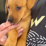 Mischling Daniela, 01/2026, Endgröße ca. 45 cm