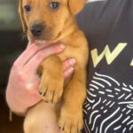 Mischling Daniela, 01/2026, Endgröße ca. 45 cm