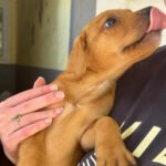 Mischling Daniela, 01/2026, Endgröße ca. 45 cm