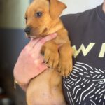 Mischling Daniela, 01/2026, Endgröße ca. 45 cm