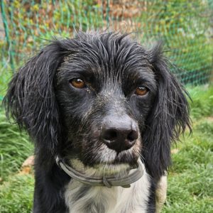 Epagneul Breton Diogenes, 08/2021, ca. 45 cm, 64823 Groß-Umstadt