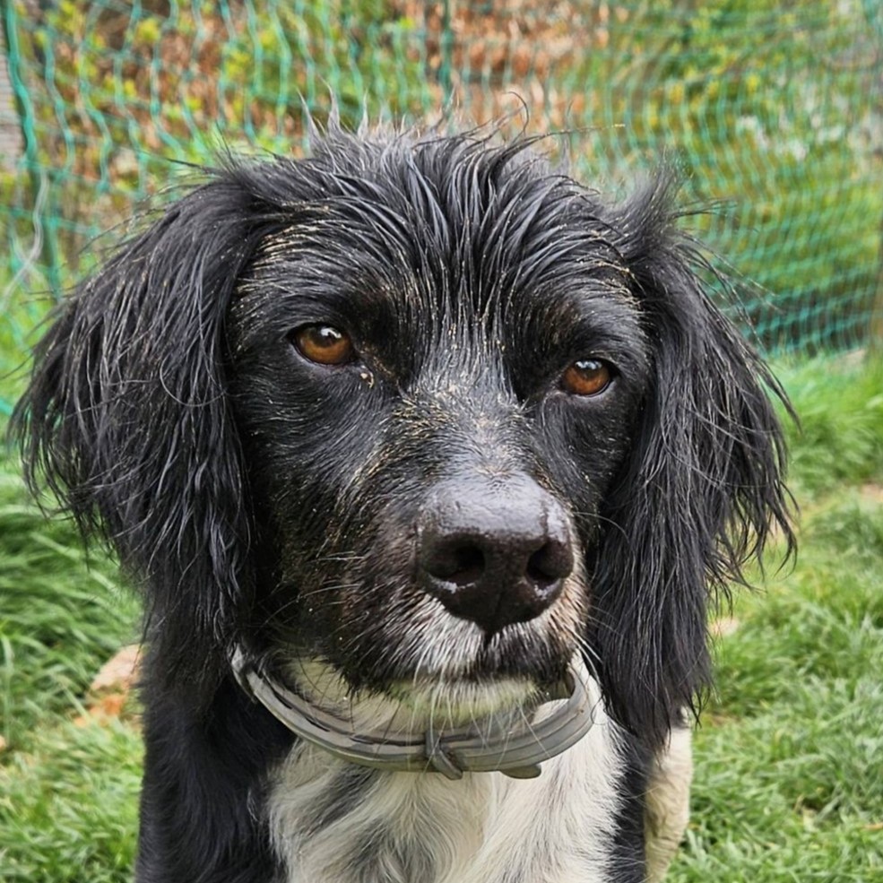 Epagneul Breton Diogenes, 08/2021, ca. 45 cm, 64823 Groß-Umstadt