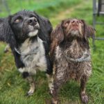 Epagneul Breton Diogenes, 08/2021, ca. 45 cm, 64823 Groß-Umstadt