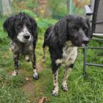 Epagneul Breton Diogenes, 08/2021, ca. 45 cm, 64823 Groß-Umstadt