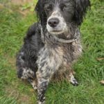 Epagneul Breton Diogenes, 08/2021, ca. 45 cm, 64823 Groß-Umstadt