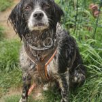 Epagneul Breton Diogenes, 08/2021, ca. 45 cm, 64823 Groß-Umstadt