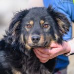 Mischling Drucik, 08/2024, ca. 33 cm