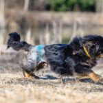 Mischling Drucik, 08/2024, ca. 33 cm