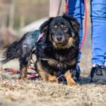 Mischling Drucik, 08/2024, ca. 33 cm