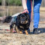 Mischling Drucik, 08/2024, ca. 33 cm