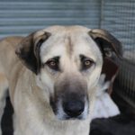 Mischling Enzo, 02/2024, ca. 70 cm