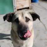 Mischling Enzo, 02/2024, ca. 70 cm