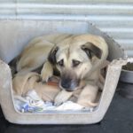 Mischling Enzo, 02/2024, ca. 70 cm