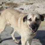 Mischling Enzo, 02/2024, ca. 70 cm