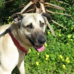 Mischling Enzo, 02/2024, ca. 70 cm