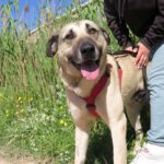 Mischling Enzo, 02/2024, ca. 70 cm