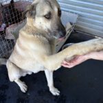 Mischling Enzo, 02/2024, ca. 70 cm