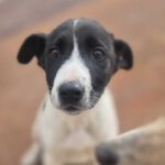 Mischling Fabio, 01/2026, Endgröße ca. 50 cm