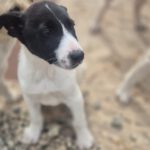 Mischling Fabio, 01/2026, Endgröße ca. 50 cm