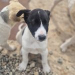 Mischling Fabio, 01/2026, Endgröße ca. 50 cm