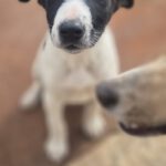 Mischling Fabio, 01/2026, Endgröße ca. 50 cm