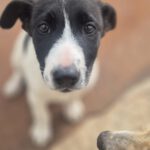 Mischling Fabio, 01/2026, Endgröße ca. 50 cm