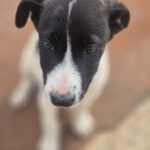 Mischling Fabio, 01/2026, Endgröße ca. 50 cm