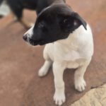 Mischling Fabio, 01/2026, Endgröße ca. 50 cm