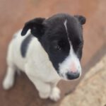 Mischling Fabio, 01/2026, Endgröße ca. 50 cm