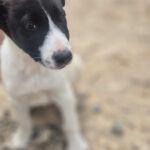 Mischling Fabio, 01/2026, Endgröße ca. 50 cm