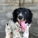 Epagneul Breton Mischling Flora, 06/2025, ca. 45 cm