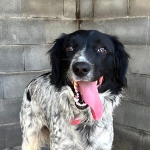 Epagneul Breton Mischling Flora, 06/2025, ca. 45 cm