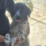 Epagneul Breton Mischling Flora, 06/2025, ca. 45 cm