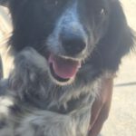 Epagneul Breton Mischling Flora, 06/2025, ca. 45 cm