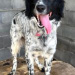 Epagneul Breton Mischling Flora, 06/2025, ca. 45 cm