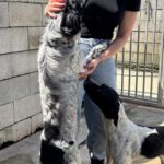 Epagneul Breton Mischling Flora, 06/2025, ca. 45 cm