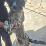 Epagneul Breton Mischling Flora, 06/2025, ca. 45 cm