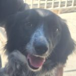 Epagneul Breton Mischling Flora, 06/2025, ca. 45 cm