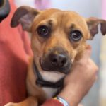 Mischling Frankie, 11/2024, ca. 30 cm